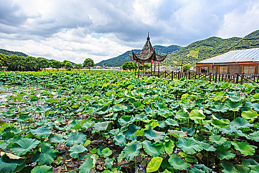 上林,农庄,荷花池,夏天,荷叶,生态,乡村,农家乐