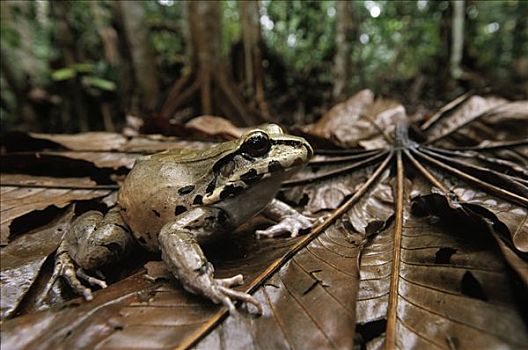 青蛙,保护色,林中地面,野生动植物保护区,圭亚那