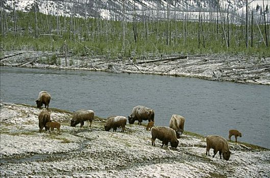 美洲野牛,野牛,牧群,河,黄石国家公园,怀俄明