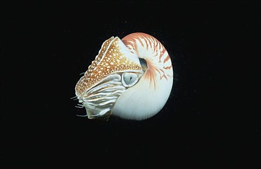 鹦鹉螺,米尔恩湾,巴布亚新几内亚