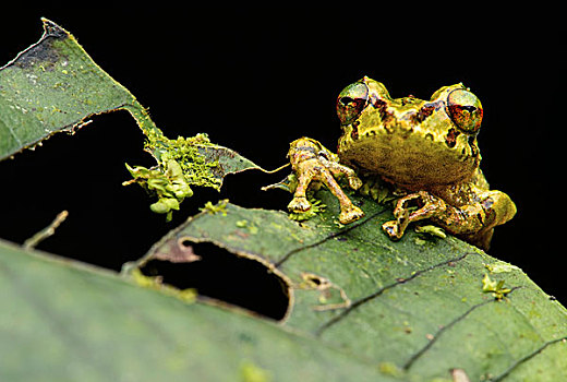 新热带区,青蛙,雌性,安第斯,雾林,厄瓜多尔,南美