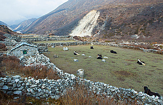 尼泊尔,牦牛,休息,草地,靠近,乡村,遥远,珠穆朗玛峰,喜马拉雅山