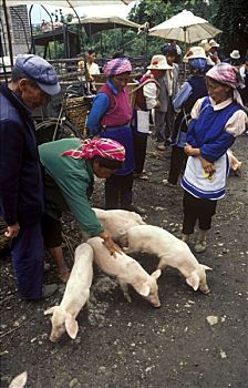 生活方式,小猪,市场,中国