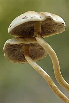 簇生垂幕菇,黄金菇,蘑菇,荷兰