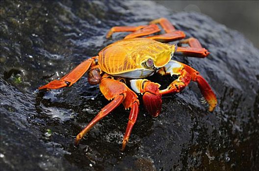 红色,螃蟹,西班牙岛,加拉帕戈斯,厄瓜多尔,南美