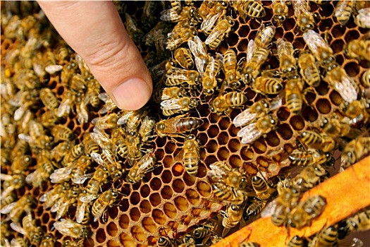 蜜蜂,室内,蜂巢,中间