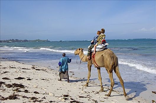 肯尼亚,两个,小,男孩,享受,骆驼,乘,海滩