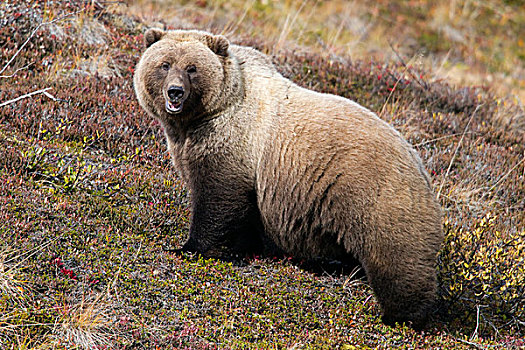 大灰熊,棕熊,德纳里峰国家公园,阿拉斯加