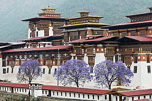 亚洲,不丹,外景,普那卡宗,宫殿,蓝花楹,树,开花
