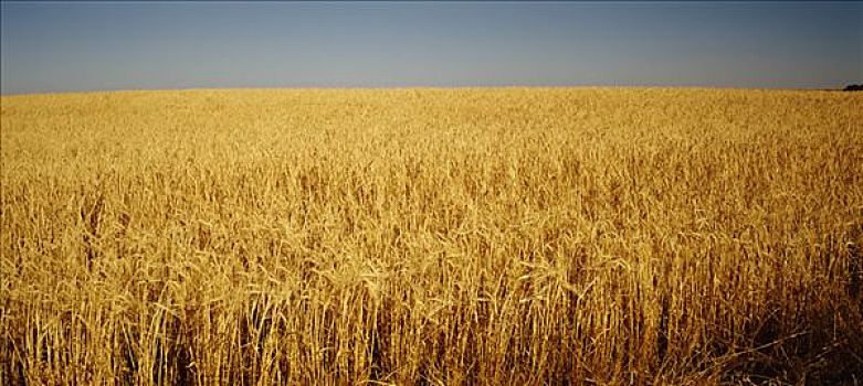 大麦,作物,就绪,丰收