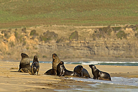 海狮,成年,争斗,海滩,卡特林斯,南岛,新西兰