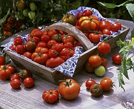 多样,西红柿,木质,篮子