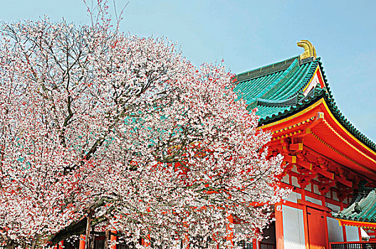 日本,京都,樱花,日本神道