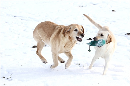两个,拉布拉多犬,雪