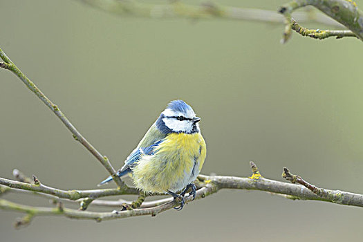 特写,蓝冠山雀,坐在树上,冬天,巴伐利亚,德国