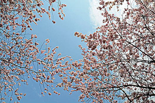 樱桃树,樱花