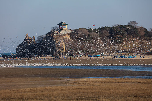 海鸥,候鸟,集中,大量,密集,成群结队,庞大,迁徙,北戴河,湿地,栖息,密密麻麻,保护,沙滩,海滩,背景,轮廓,线条