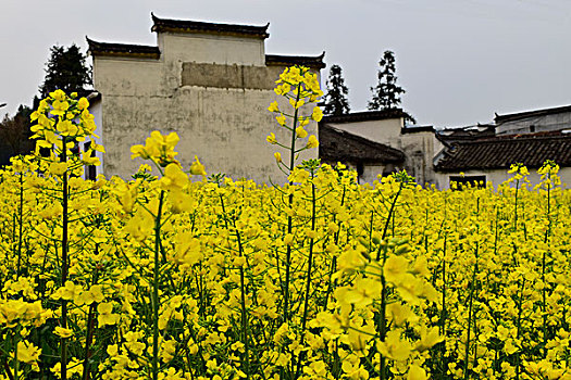 古村花季