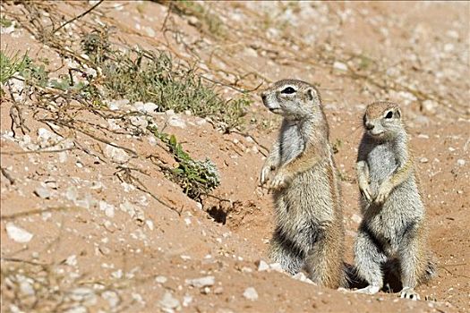 两个,地松鼠,卡拉哈里沙漠,卡拉哈迪大羚羊国家公园,南非,非洲