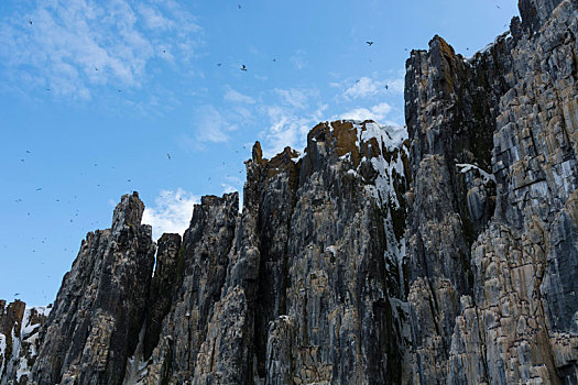 海雀,厚嘴海鸦,飞跃,沿岸,悬崖,仰视,斯匹次卑尔根岛,斯瓦尔巴特群岛,挪威