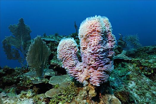 品种,珊瑚,珊瑚礁,佩特罗,岛屿,伯利兹,中美洲,加勒比海