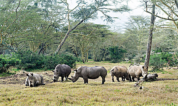 白犀牛,白犀,肯尼亚,非洲,大幅,尺寸