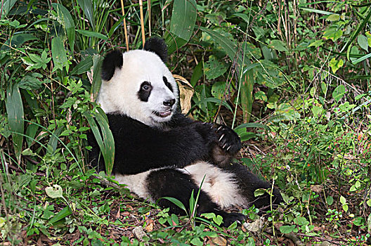 大熊猫,2岁,休息,中国,研究中心,成都,四川,亚洲