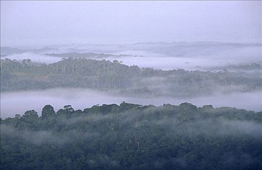 薄雾,上方,雨林,圭亚那