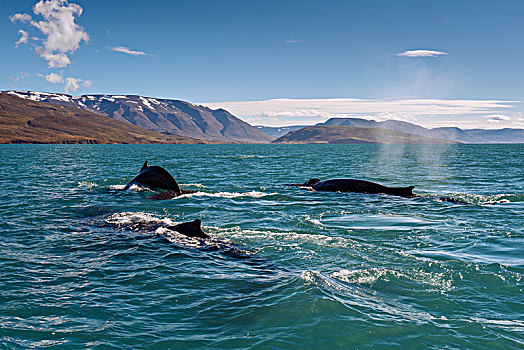 驼背鲸,大翅鲸属,鲸鱼,游动,冰岛,欧洲