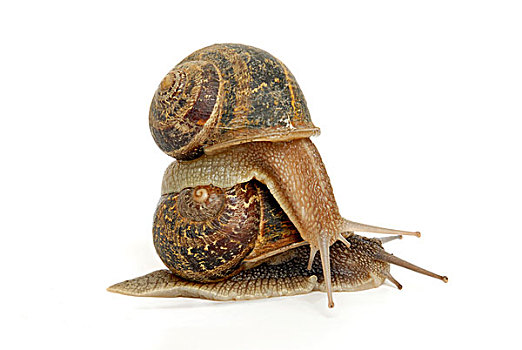 蜗牛,螺旋,一个