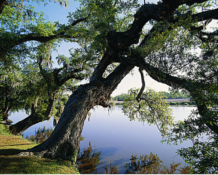 橡树,悬挂,上方,河,查尔斯顿,南卡罗来纳,美国