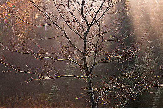 红枫,阿尔冈金省立公园,安大略省,加拿大