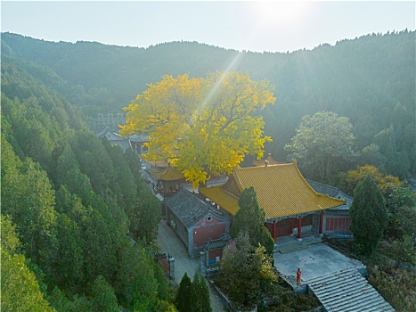 航拍济南淌豆寺银杏