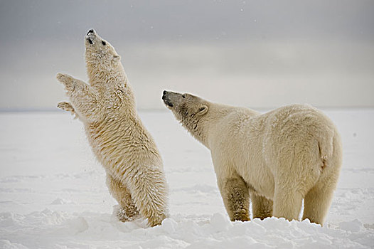 北极熊,母熊,幼兽,气味,风,浮冰,区域,北极,阿拉斯加,冬天