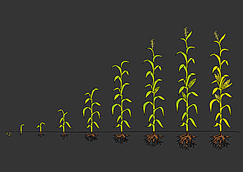 玉米,图表,生长