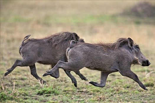 肯尼亚,疣猪,跑,马赛马拉国家保护区