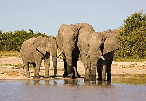 非洲,大象,喝,乔贝国家公园,萨维提,博茨瓦纳