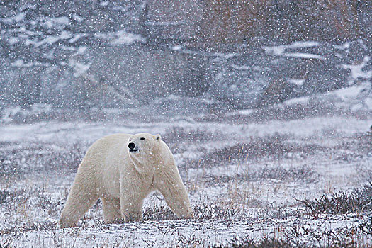 北极熊,走,苔原,靠近,岸边,哈得逊湾,丘吉尔市,曼尼托巴,加拿大