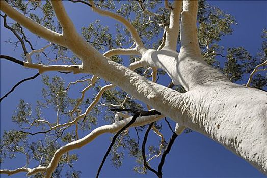 上面,灵异,树,桉树,东方,山脉,北领地州,澳大利亚