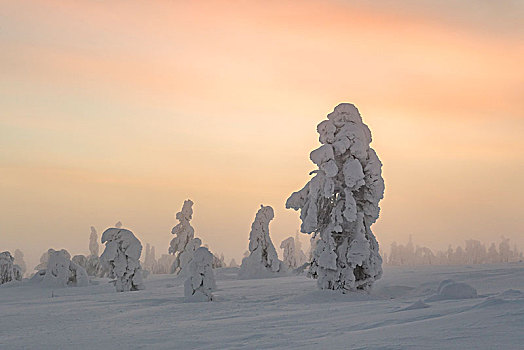 雪,树,日落,冬季风景,国家公园,拉普兰,芬兰,欧洲
