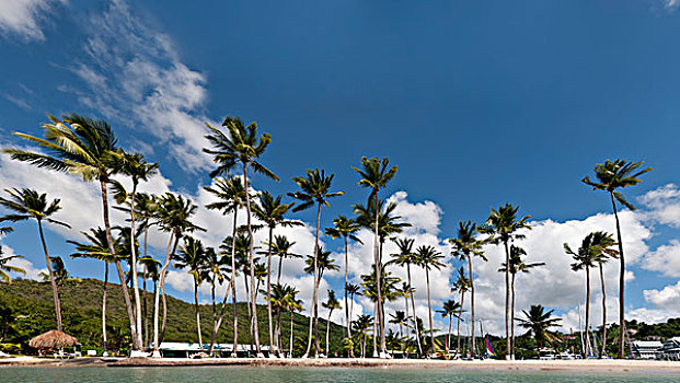 棕榈树,海滩,玛丽格特湾,卡斯特里,圣卢西亚,北美