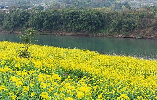 油菜花