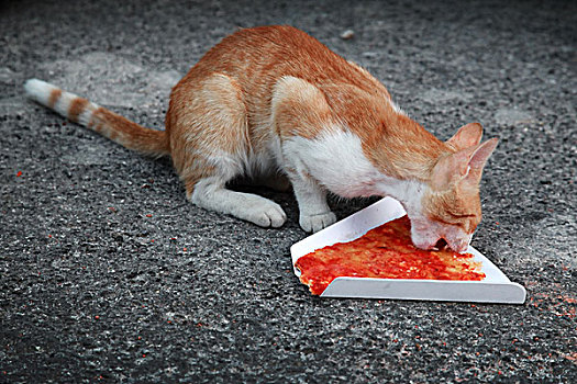 红色,无家可归,猫,吃,比萨饼,沥青,道路