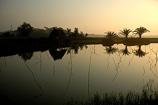 虾,农场,乡村,地区,库尔纳市,分开,孟加拉,2007年