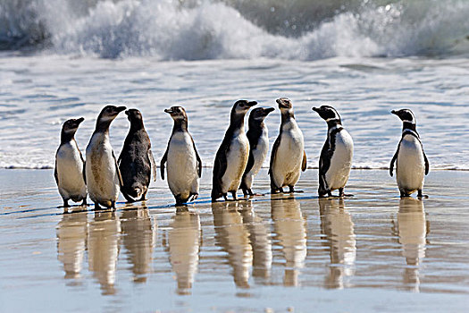 麦哲伦企鹅,小蓝企鹅,海滩,福克兰群岛