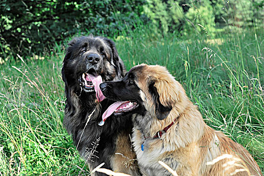 两个,狗,养狗,巴登符腾堡,德国,欧洲