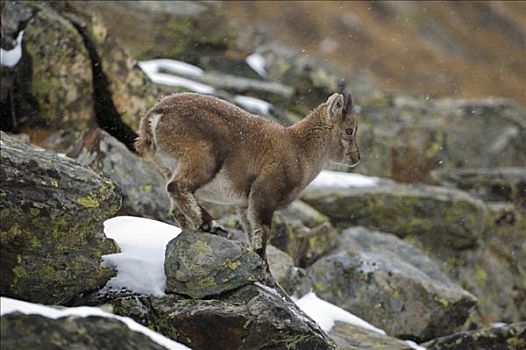 阿尔卑斯野山羊,羱羊,攀登,亮光,降雪