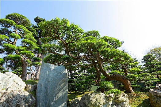 中式花园,植物