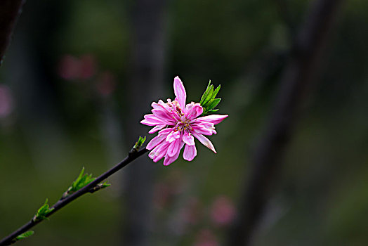 桃花,桃花盛开