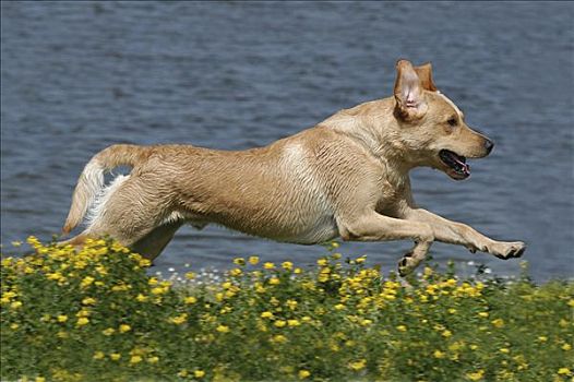 黄色拉布拉多犬,狗,跑